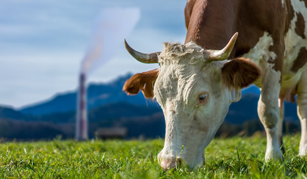 Dioxinas y PCB’s: La EFSA reevalúa el nivel de ingesta tolerable